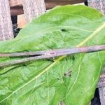 Medical Negligence