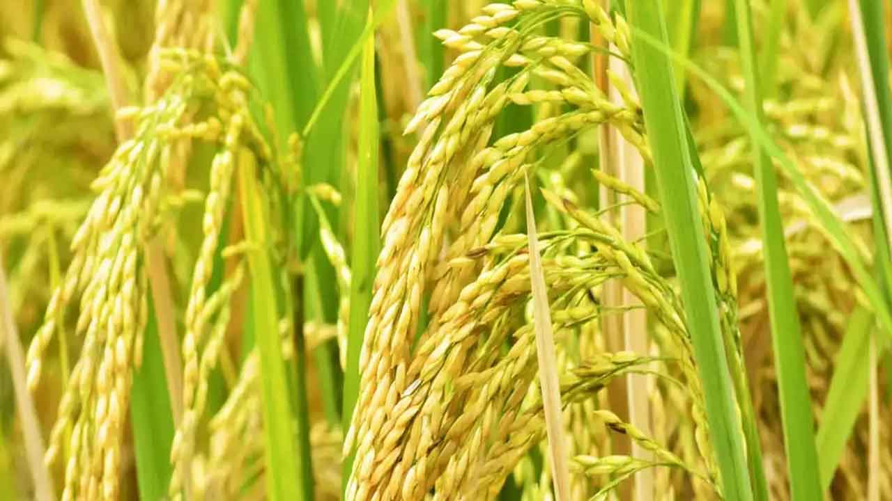 Paddy Bonus