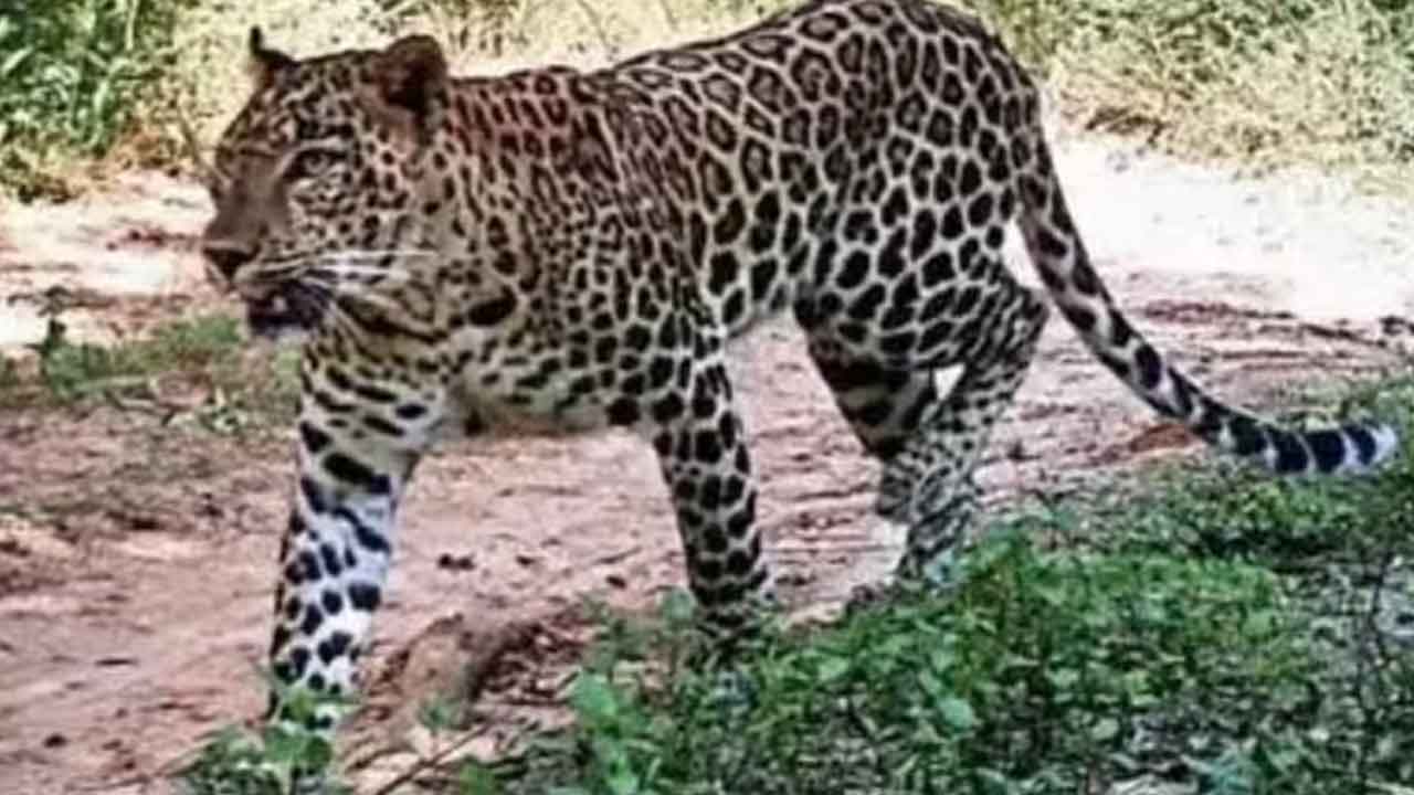 Leopard in SV University