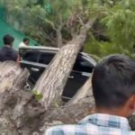 Tree Fell on SUV