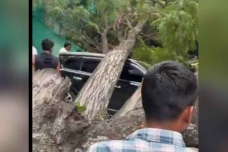 Tree Fell on SUV