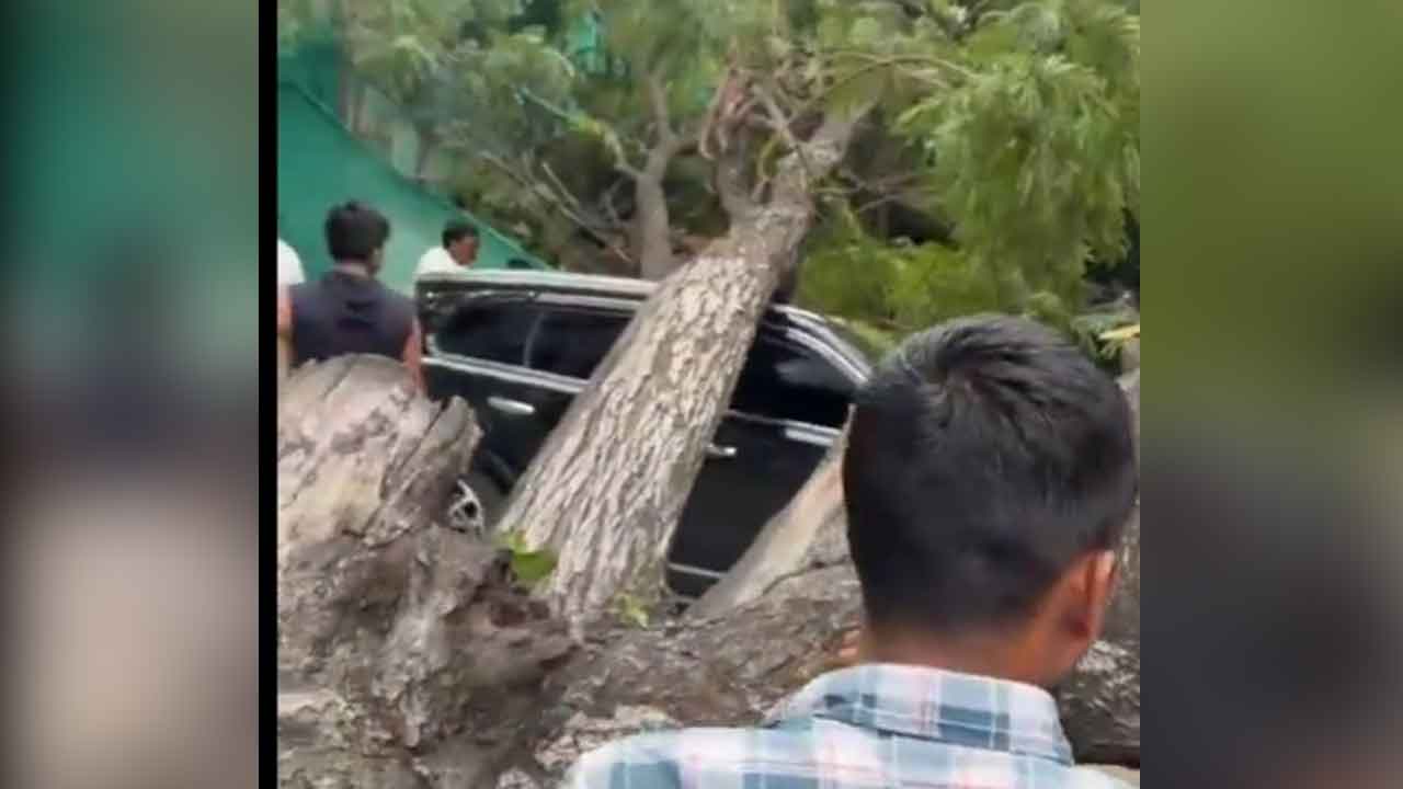 Tree Fell on SUV
