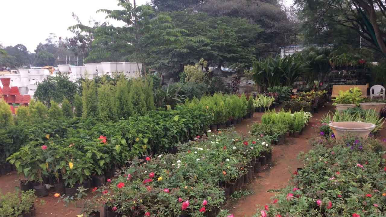 Vana Mahotsavam