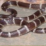 Krait snake bite