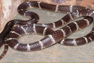 Krait snake bite