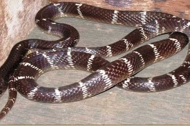Krait snake bite