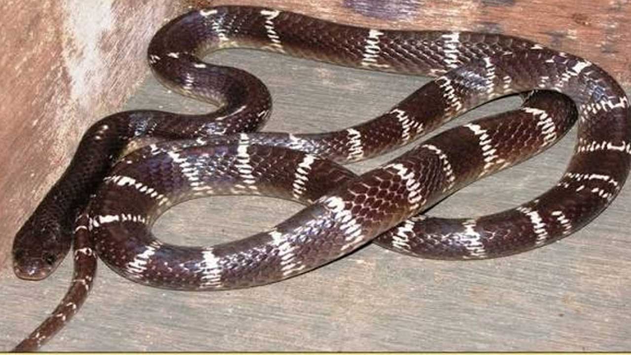 Krait snake bite