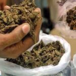 Kamareddy Ganja Seizure