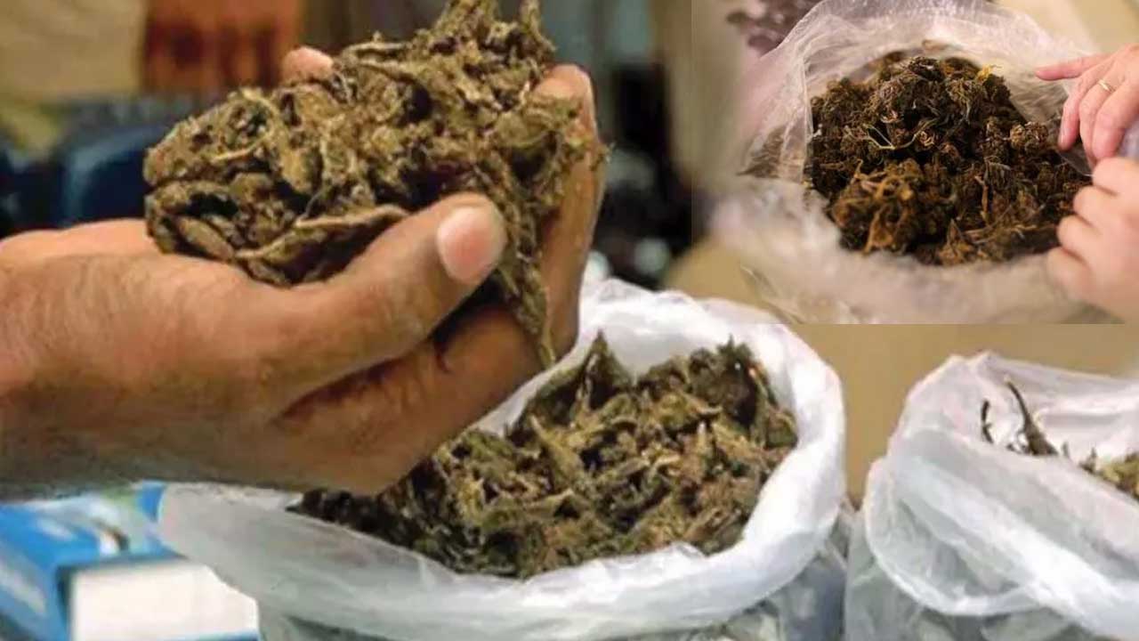Kamareddy Ganja Seizure