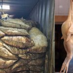 Chicken Waste Seizure