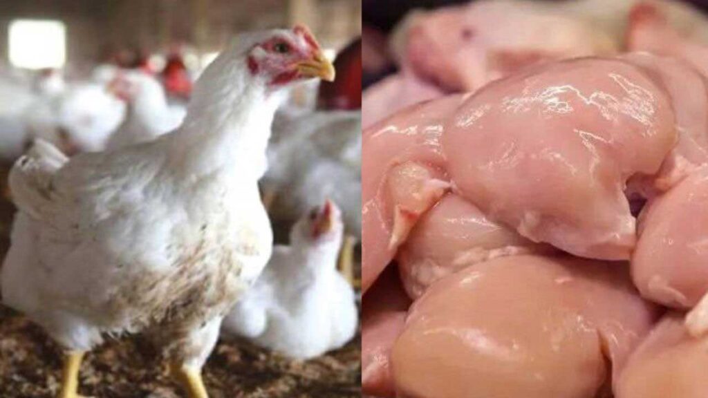 chicken