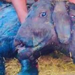 Two-Headed Calf |