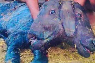 Two-Headed Calf |