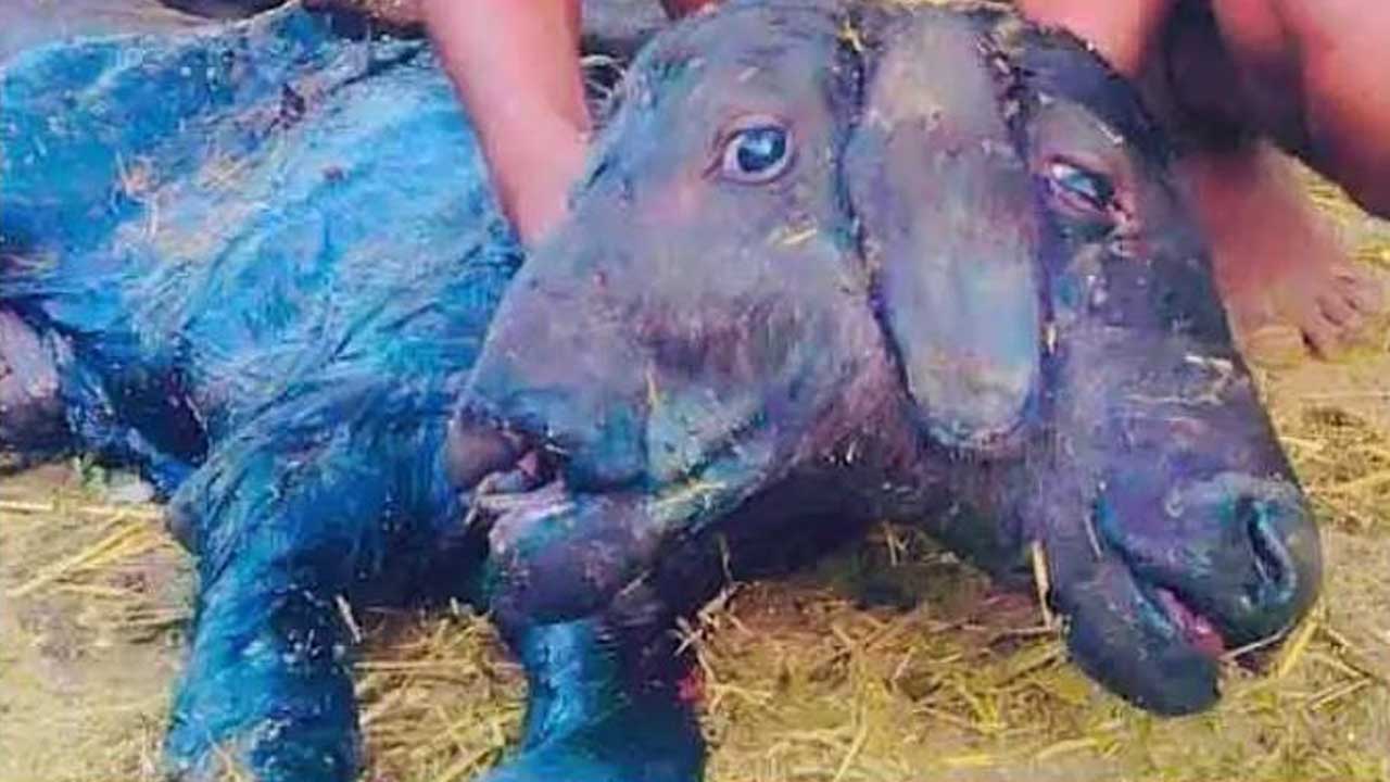 Two-Headed Calf |