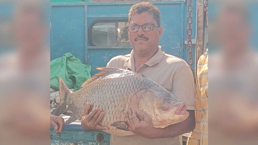 Giant Fish Catch