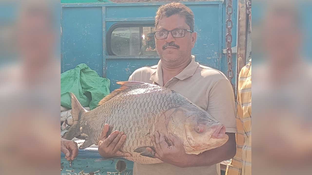 Giant Fish Catch