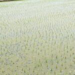 Crop Diversification Delay