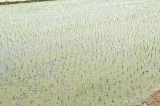 Crop Diversification Delay