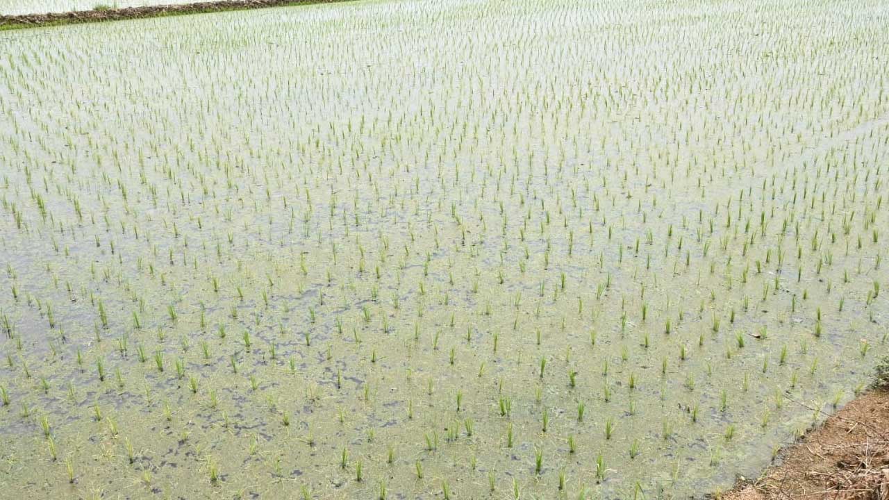 Crop Diversification Delay