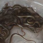 Haridwar Water Tank Snakes