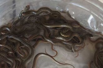 Haridwar Water Tank Snakes