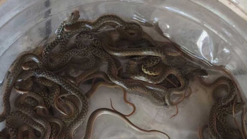 Haridwar Water Tank Snakes