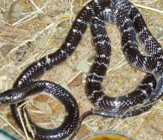 snake 2