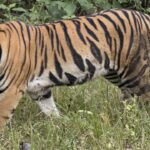 Tiger Movement Surveillance