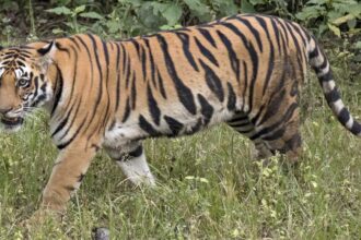 Tiger Movement Surveillance