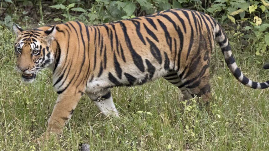 Tiger Movement Surveillance