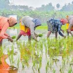 Dryland Crops Awareness