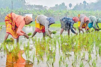 Dryland Crops Awareness