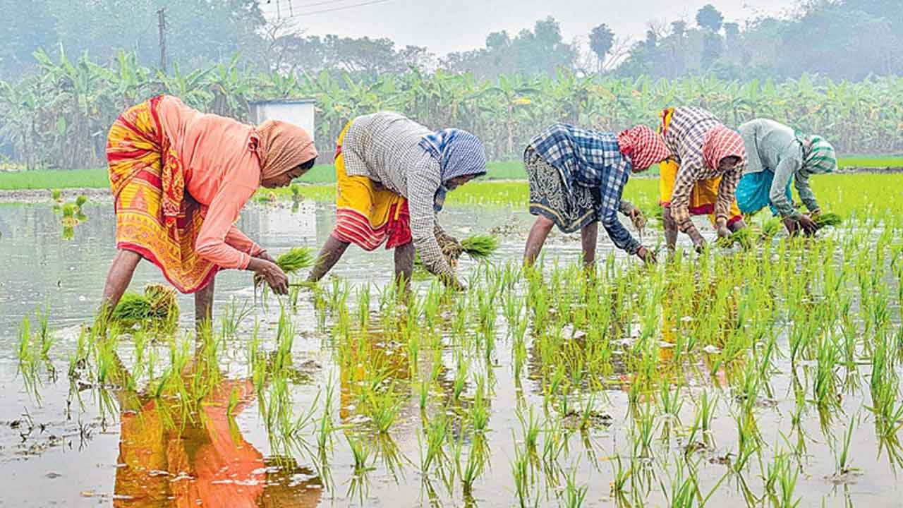 Dryland Crops Awareness
