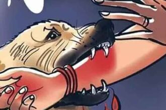 Mad Dog Attack
