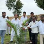Oil Palm Farming