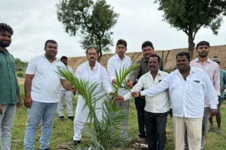 Oil Palm Farming