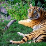 Nallamala Jungle Safari