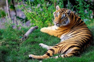 Nallamala Jungle Safari
