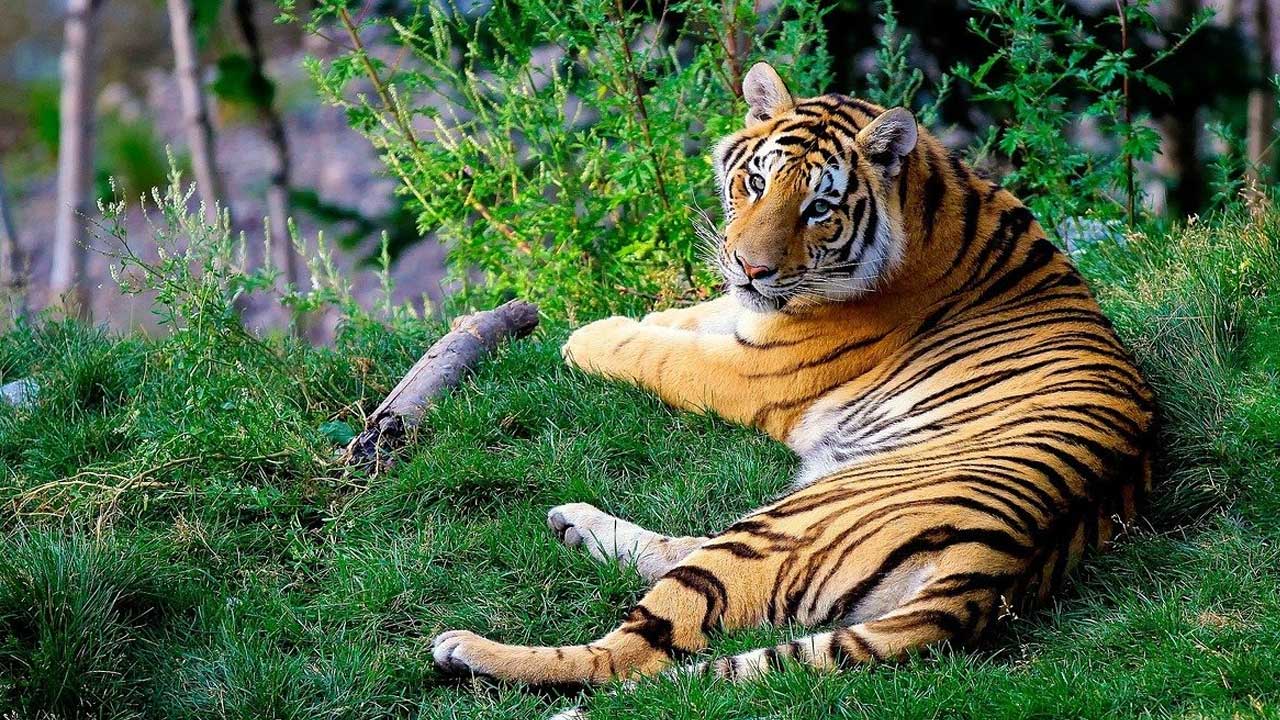 Nallamala Jungle Safari