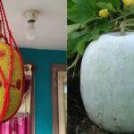 Ash Gourd Vastu