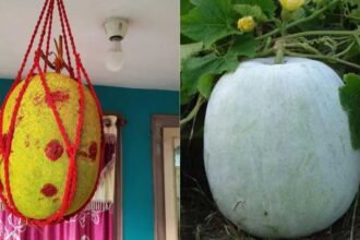 Ash Gourd Vastu
