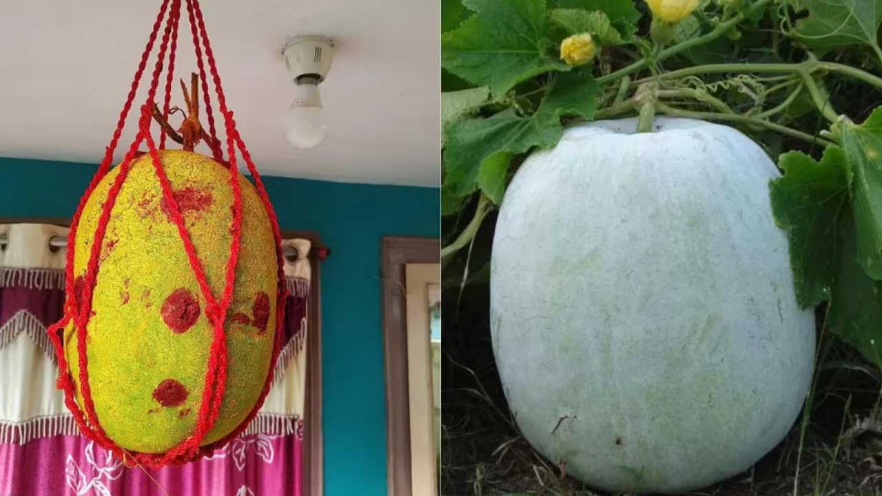 Ash Gourd Vastu