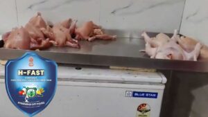 chicken