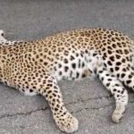 Medak Leopard Death