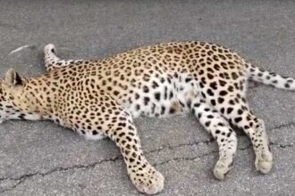 Medak Leopard Death