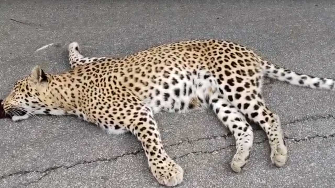Medak Leopard Death