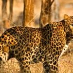 Leopard Death Case |