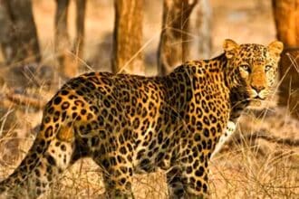 Leopard Death Case |