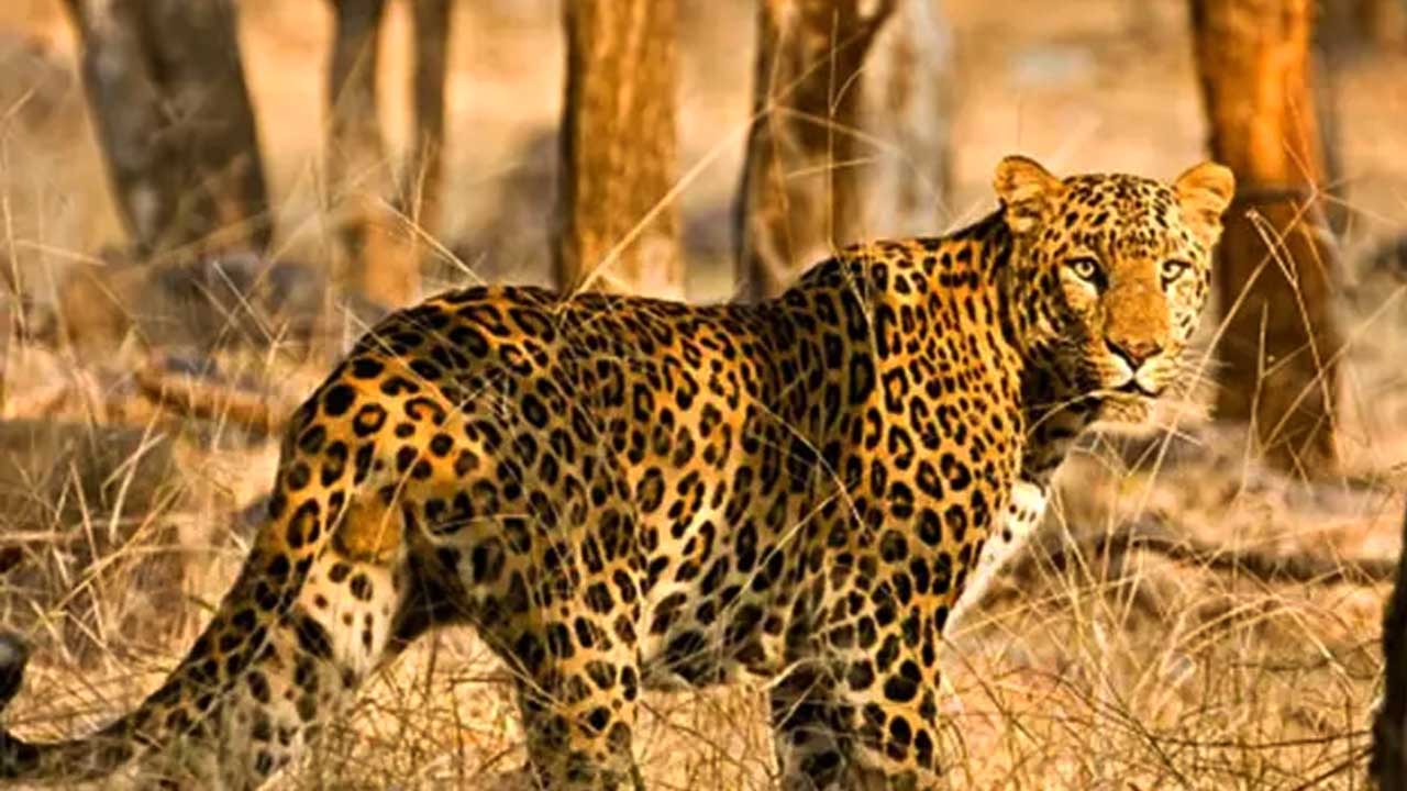Leopard Death Case |