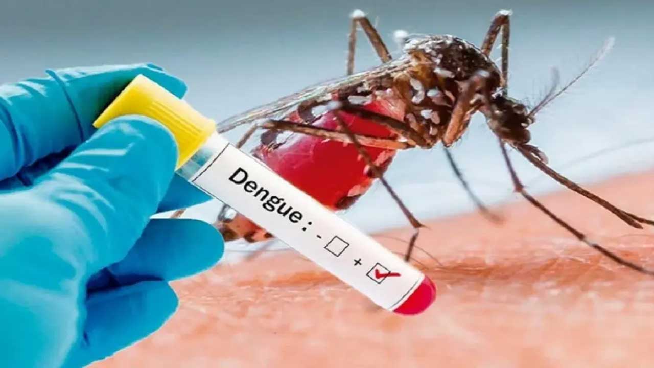 Dengue Platelets